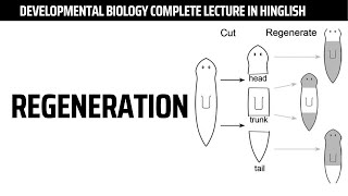 Regeneration  Regeneration Process  Developmental Biology Complete lecture [upl. by Olegnalehcim]