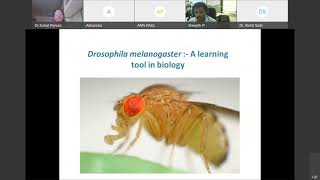 Drosophila Culture and Experimental Analysis  Dr Suhel Parvez [upl. by Gwenneth]