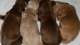 Miniature Dachshund giving birth Ladys first litter part 2 [upl. by Ingmar]