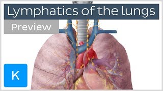 Lymphatics of the lungs lymph nodes and vessels preview  Human Anatomy  Kenhub [upl. by Wildermuth673]