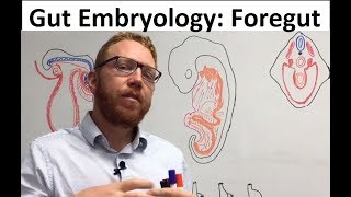 Foregut  Embryology [upl. by Gunther]