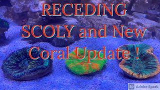 Receding Scoly and New Coral Update [upl. by Lacie10]