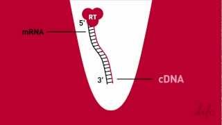 How to Measure PCR Efficiency of an Assay  Ask TaqMan® Ep 4 [upl. by Sokim]