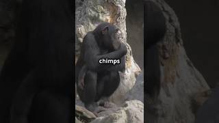 Amazing Facts About Chimpanzees [upl. by Errol99]