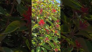 Hamelia patens firebush [upl. by Nwaf]