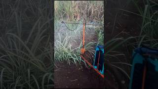 Sugarcane plot VSIplant growth sprayaspeesprayerfarmerfarmingagricultureyoutubehack [upl. by Ronald]