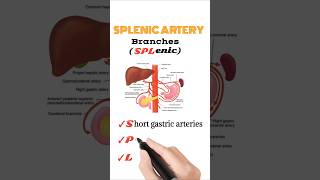 Splenic Artery Branches [upl. by Randie597]