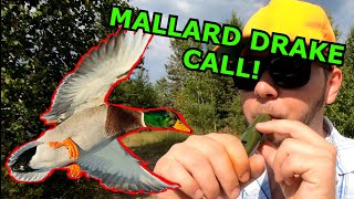 HOW TO Call Ducks using a Mallard Drake Call Duck Hunting Tips [upl. by Acinat24]