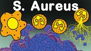 Staphylococcus Aureus vs Immune System [upl. by Ynavoeg298]