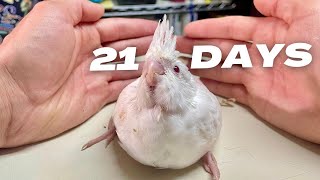 Baby Cockatiel Bird Growth Stages 3 Weeks To 4 Months [upl. by Ettelimay236]