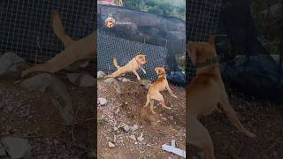 street dog fight  dog barking sound  dogs fight video dogfight streetdog [upl. by Nosidda]