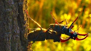 STAG BEETLE FIGHT  Hirschkäfer Kampf Jelonek rogaczLucanus Cervus [upl. by Ynohtnaed415]