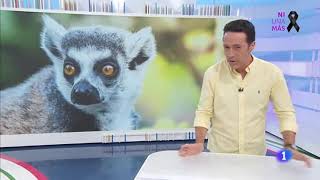 quotAquí La Tierraquot TVE Los animales de BIOPARC reciben cuidados especiales durante el verano [upl. by Vetter851]