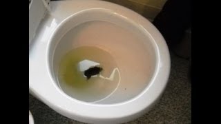 How to improve the power of your wc flush Not enough water to flush stuff away [upl. by Nywloc]