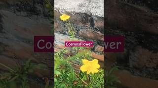 Cosmos flowerhmesa fool naturedeney wala poudhanature youtube Bestshort [upl. by Abbot]