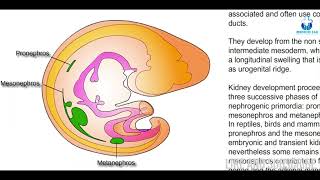 Urogenital formation  Embryology amp Biology  Made easy with Animation [upl. by Adine]