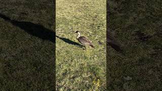 Haleakalas Goose Nene [upl. by Etam]