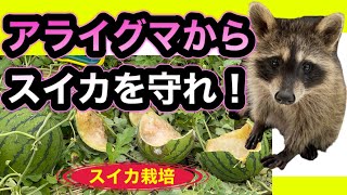 スイカ栽培「アライグマからスイカを守れ！」害獣対策を3分半で時短解説 野菜づくり教室 家庭菜園・田舎暮らしで野菜栽培を考えている方は必見 [upl. by Longley252]