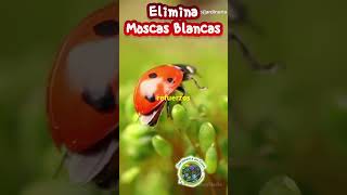 Elimina Moscas Blancas [upl. by Nuris]