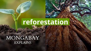 What is reforestation  Mongabay Explains [upl. by Ballman737]