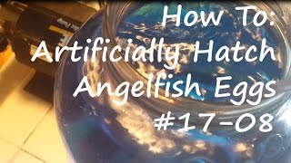 How to Artificially Hatch Angelfish Eggs 1708 [upl. by Aniuqal]