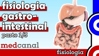 Fisiologia Gastrointestinal  FISIOLOGIA Parte 1 [upl. by Susej]