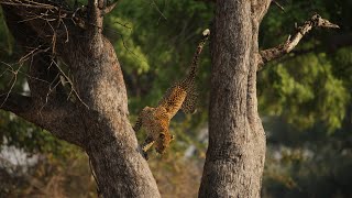 Leopard Risks Death For Dinner  Planet Earth III  BBC Earth [upl. by Austreng]