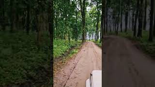 forestsafariviralvideo junglesafari MRPEACEINDIA [upl. by Elmira]