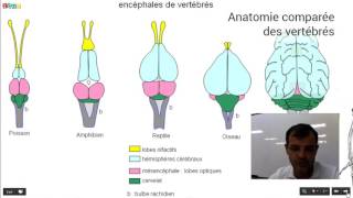 Anatomie comparée des vertébrés [upl. by Arymahs740]