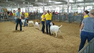 4H amp FFA Meat Goat Show at 2021 Lancaster County Super Fair [upl. by Sachs]