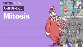 Mitosis Cell Division amp Stages Explained Full Lesson  Sketchy MCAT [upl. by Adlihtam825]