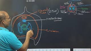 Developmental Biology Embryology of Branchiostomalect2 [upl. by Sikes]