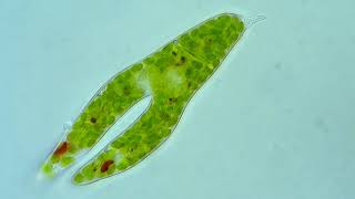 Euglena  Fisión binaria  Seño Carolina Zelada [upl. by Oguh]