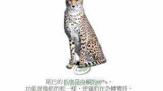 OBsCR  knowing Mammals  Cheetah ChineseAVI [upl. by Seto714]