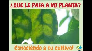 Enfermedades de plantas manchas en citricos hablando de la leprosis de los citricos [upl. by Leen]