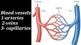 blood vessels arteriesveins part1 quotتشريح الاوعية الدمويه quot [upl. by Catarina475]