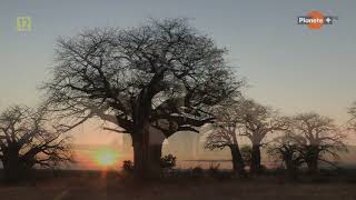 Baobab drzewo nie z tej ziemi  film dokumentalny lektor pl [upl. by Corty]