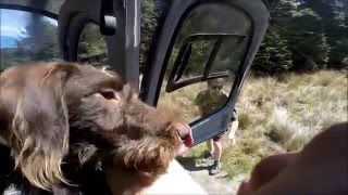 tussock hut [upl. by Sauls]