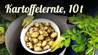 Kartoffeln anbauen Pflanzen 🥔 10 Tonnen Kartoffelernte 🥔 Selbstversorgung [upl. by Nav]