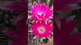 Lobivia winteriana cactus flowers nature echinopsis gardening cacti plants succulents [upl. by Ariem]