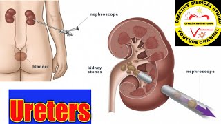 Ureter anatomy Ureter obstruction anatomy of ureter [upl. by Winifred891]