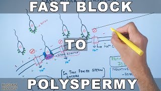 PREVENTION OF POLYSPERMY IN SEA URCHINS FAST AND SLOW BLOCK CSIR NETDEVELOPMENTAL BIOLOGY [upl. by Ajad]