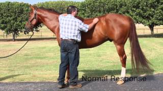 Equine Neurologic Exam by Mark DePaolo DVM [upl. by Cirdet73]