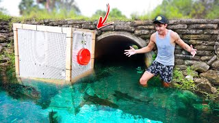 We Built the WORLDS LARGEST Freshwater Fish Trap INSANE [upl. by Blunt23]