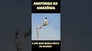 A AVE MAIS BARULHENTA DO MUNDO ARAPONGA DA AMAZÔNIA SHORTS [upl. by Mmada]