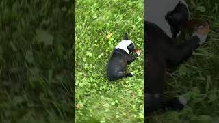 Boston Boston terrier [upl. by Werda686]