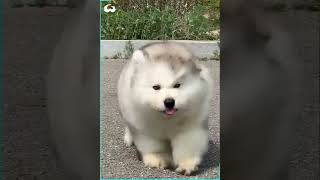 Clumsy Malamute Puppies Constantly Trip Over Themselves [upl. by Leunamme57]