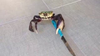 Gangster crab  Viral Video UK [upl. by Pepi731]