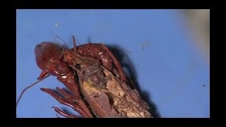 Detailed Crayfish Dissection Part II Jr High High School and College Review [upl. by Matthieu]