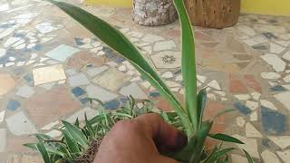 AGAVE PARA CERCA VIVA [upl. by Ybrik]